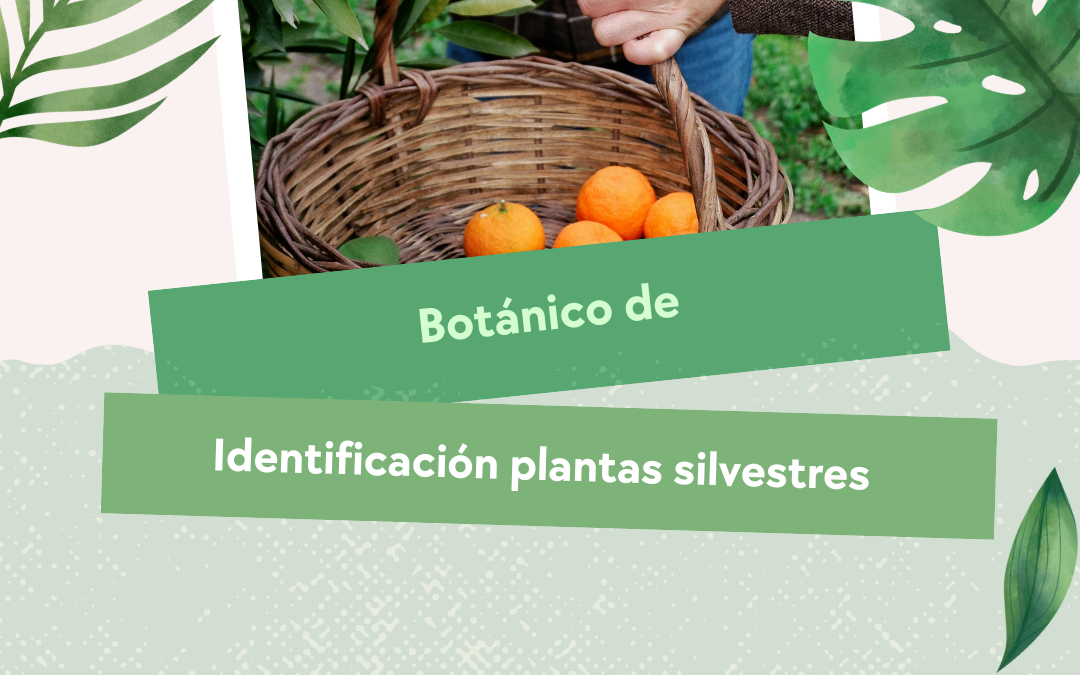 Cuaderno plantas silvestres comestibles I